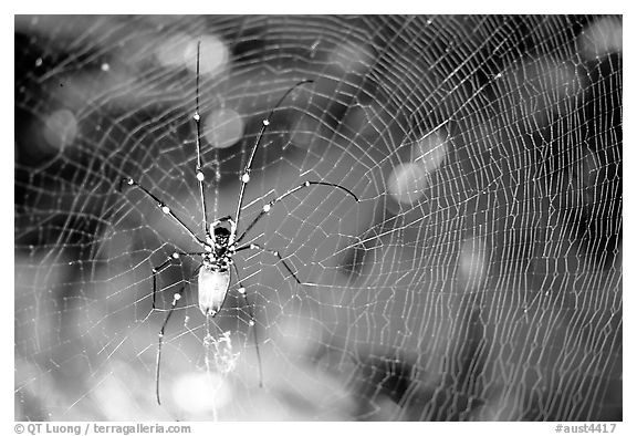 Golden Orb Spider and web. Australia