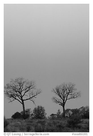 Trees at dawn. Northern Territories, Australia (black and white)