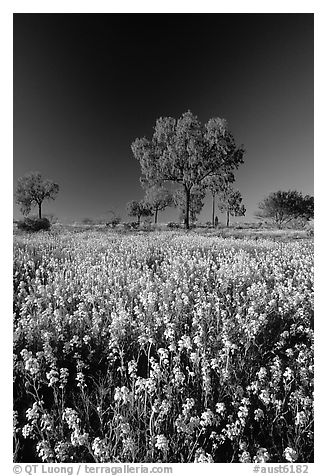 Wildflowers and trees. Northern Territories, Australia (black and white)