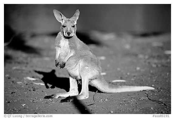 Young Kangaroo. Australia (black and white)