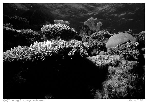 Underwater view of Coral. The Great Barrier Reef, Queensland, Australia (black and white)