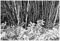 Bamboo grove. Akaka Falls State Park, Big Island, Hawaii, USA ( black and white)