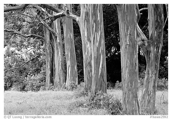 Eucalyptus deglupta. Maui, Hawaii, USA (black and white)