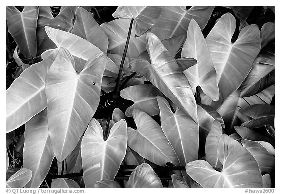 Close-up of green tropical leaves. Maui, Hawaii, USA (black and white)