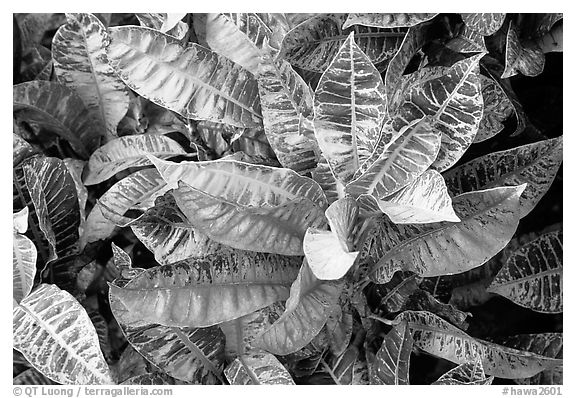 Tropical leaves. Maui, Hawaii, USA (black and white)
