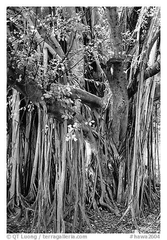 Bayan tree in Kipahulu. Maui, Hawaii, USA (black and white)