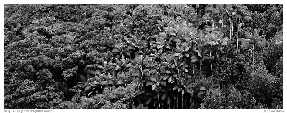 Landscape with tropical vegetation. Big Island, Hawaii, USA (black and white)