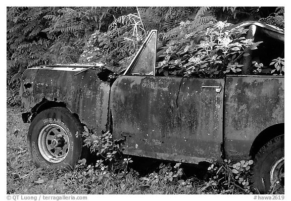 Wrecked truck invaded by flowers. Maui, Hawaii, USA (black and white)