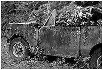 Wrecked truck invaded by flowers. Maui, Hawaii, USA ( black and white)