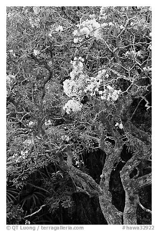 Tree with yellow blooms. Oahu island, Hawaii, USA (black and white)