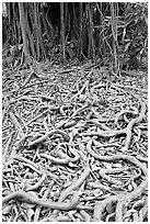 Roots of Banyan tree. Oahu island, Hawaii, USA ( black and white)