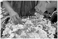 Fresh flowers used for lei making, International Marketplace. Waikiki, Honolulu, Oahu island, Hawaii, USA ( black and white)