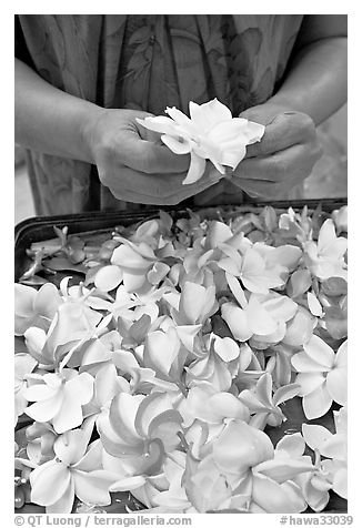 Hands holding fresh flowers, while making a lei, International Marketplace. Waikiki, Honolulu, Oahu island, Hawaii, USA (black and white)