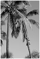 Coconut trees, with Samoan man climbing. Polynesian Cultural Center, Oahu island, Hawaii, USA (black and white)