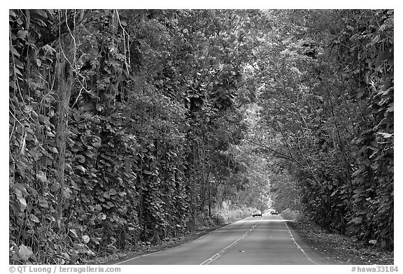 Road through  tree tunnel of mahogany trees. Kauai island, Hawaii, USA (black and white)