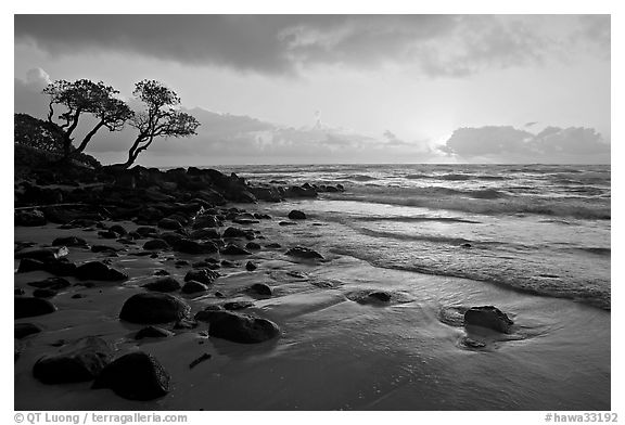 Windblown trees and ocean, Lydgate Park, sunrise. Kauai island, Hawaii, USA (black and white)