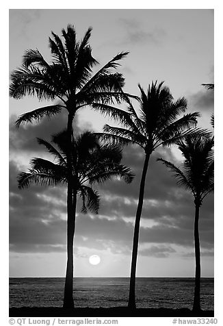 Palm trees, Kapaa, sunrise. Kauai island, Hawaii, USA (black and white)