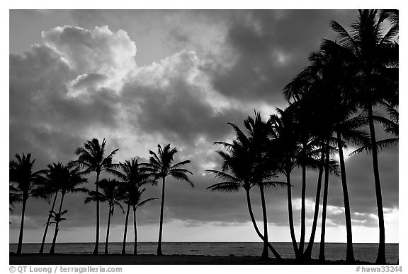 Palm trees and clouds, Kapaa, sunrise. Kauai island, Hawaii, USA (black and white)