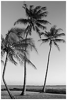 Palm trees, Salt Pond Beach, late afternoon. Kauai island, Hawaii, USA ( black and white)