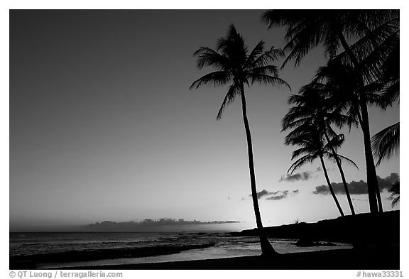 Palm trees and beach, Salt Pond Beach, sunset. Kauai island, Hawaii, USA