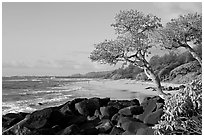 Boulders, trees, and beach, Lydgate Park, early morning. Kauai island, Hawaii, USA (black and white)