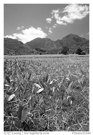 Taro plantation in  Hanalei, morning. Kauai island, Hawaii, USA (black and white)