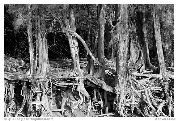 Exposed tree roots,  Kee Beach, late afternoon. North shore, Kauai island, Hawaii, USA