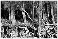 Exposed tree roots,  Kee Beach, late afternoon. North shore, Kauai island, Hawaii, USA ( black and white)