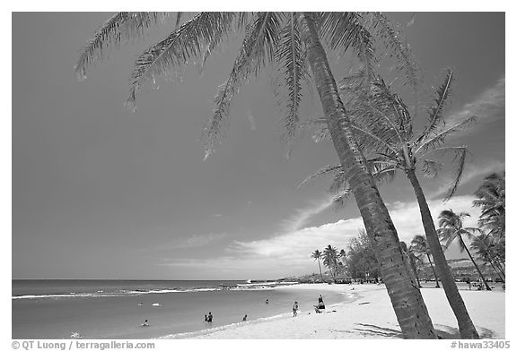 Coconut trees and Salt Pond Beach, mid-day. Kauai island, Hawaii, USA