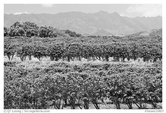 Coffee field. Kauai island, Hawaii, USA