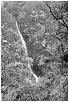 Kahuna Falls (400 feet high). Akaka Falls State Park, Big Island, Hawaii, USA ( black and white)