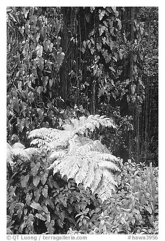 Ferns and leaves. Akaka Falls State Park, Big Island, Hawaii, USA
