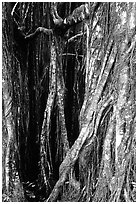 Banyan tree trunk close-up. Akaka Falls State Park, Big Island, Hawaii, USA ( black and white)
