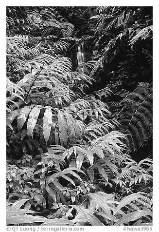 Lush ferns, flowers and waterfall. Akaka Falls State Park, Big Island, Hawaii, USA (black and white)