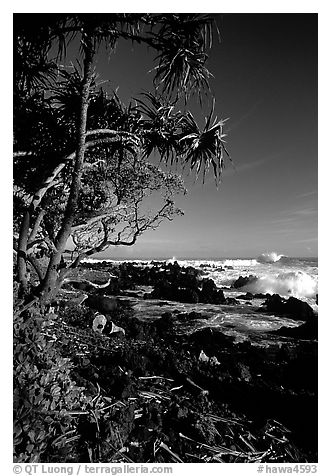 Trees and waves, Keanae Peninsula. Maui, Hawaii, USA (black and white)