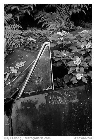 Flowers invading a wrecked truck. Maui, Hawaii, USA (black and white)