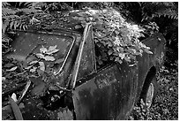 Rusted  truck colonised by flowers. Maui, Hawaii, USA ( black and white)