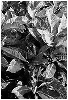 Close-up of yellow and red tropical leaves. Maui, Hawaii, USA ( black and white)