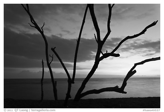 Tree skeleton and Honokohau Bay, sunset, Kaloko-Honokohau National Historical Park. Big Island, Hawaii, USA (black and white)