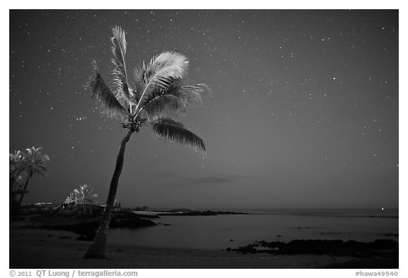 Palm tree ocean under sky with stars, Kaloko-Honokohau National Historical Park. Big Island, Hawaii, USA (black and white)