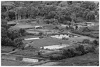 Taro fields and farms from above, Waipio Valley. Big Island, Hawaii, USA ( black and white)