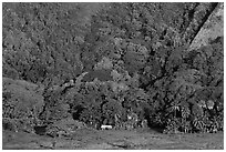 Houses at the base of steep Waipio Valley walls. Big Island, Hawaii, USA ( black and white)