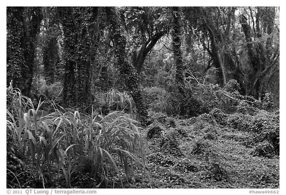 Jungle forest. Maui, Hawaii, USA (black and white)