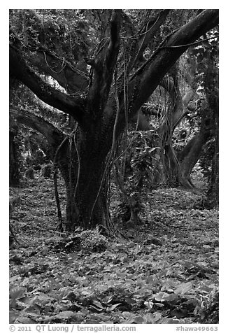 Lianas and rainforest trees. Maui, Hawaii, USA (black and white)