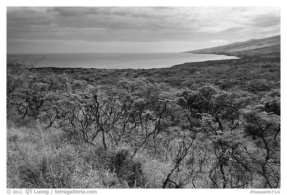 Mamalu Bay seen from verdant hills. Maui, Hawaii, USA