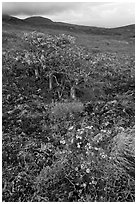 Flowers and tree in lava flow. Maui, Hawaii, USA (black and white)