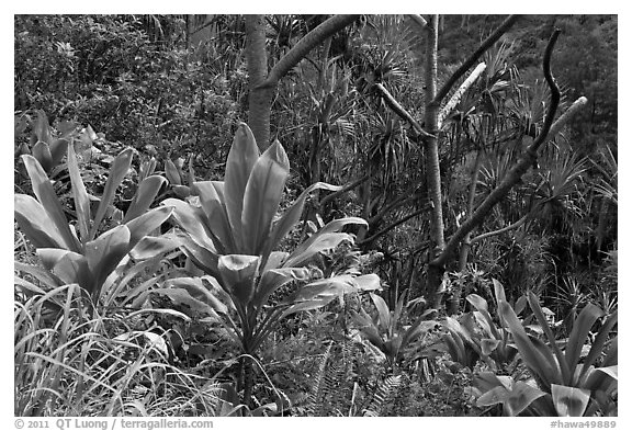 Tropical vegetation along Kalalau trail. Kauai island, Hawaii, USA (black and white)