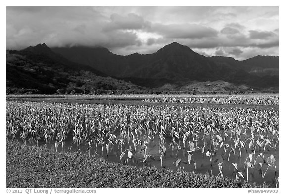 Taro cultivation, Hanalei Valley. Kauai island, Hawaii, USA (black and white)