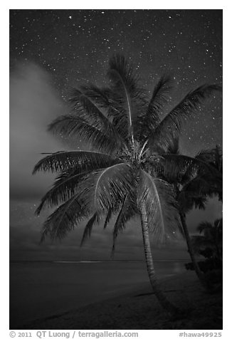 Palm tree, beach and stars. Kauai island, Hawaii, USA (black and white)