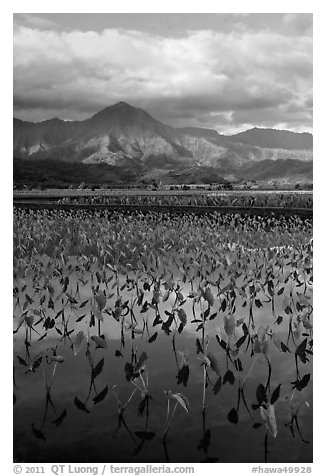 Mountains reflected in paddy fields with taro, Hanalei Valley. Kauai island, Hawaii, USA (black and white)